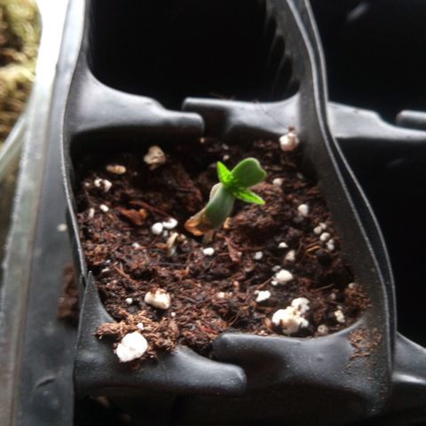 Seriotica a la GaNjaJoHnNaY growlog photo: Ab heute kommen sie unter die Lampe und dann geht's los 🥳