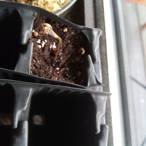Seriotica a la GaNjaJoHnNaY growlog photo: Ab heute kommen sie unter die Lampe und dann geht's los 🥳