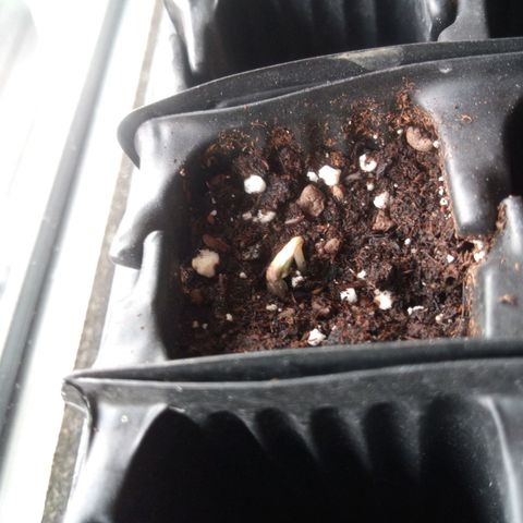 Seriotica a la GaNjaJoHnNaY growlog photo: Ab heute kommen sie unter die Lampe und dann geht's los 🥳