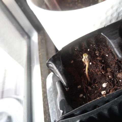 Seriotica a la GaNjaJoHnNaY growlog photo: Ab heute kommen sie unter die Lampe und dann geht's los 🥳