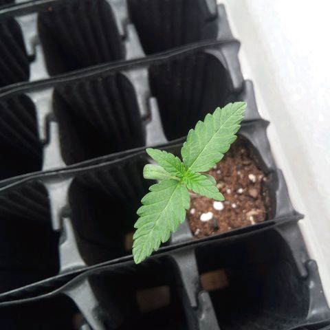 Seriotica a la GaNjaJoHnNaY growlog timeline photo