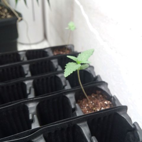 Seriotica a la GaNjaJoHnNaY growlog timeline photo