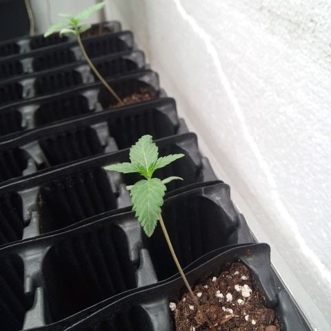 Seriotica a la GaNjaJoHnNaY growlog timeline photo