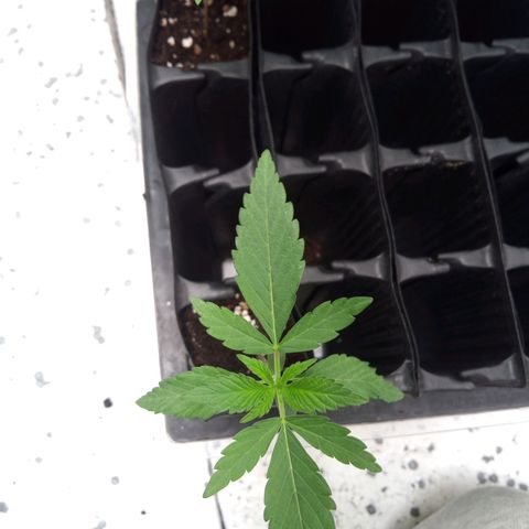 Seriotica a la GaNjaJoHnNaY growlog timeline photo