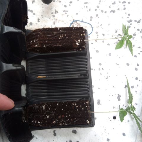 Seriotica a la GaNjaJoHnNaY growlog timeline photo