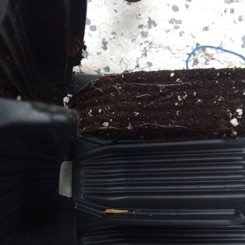 Seriotica a la GaNjaJoHnNaY growlog timeline photo