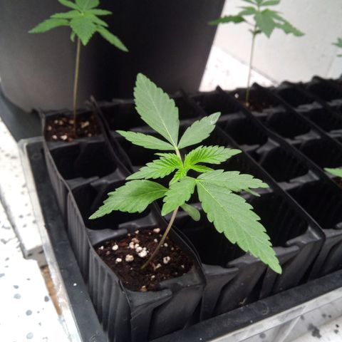 Seriotica a la GaNjaJoHnNaY growlog timeline photo