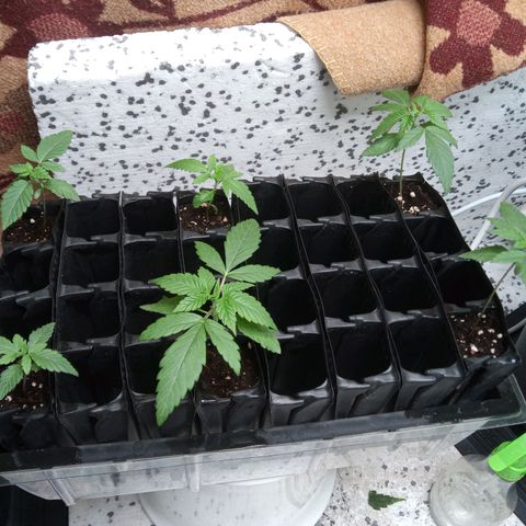 Seriotica a la GaNjaJoHnNaY growlog timeline photo