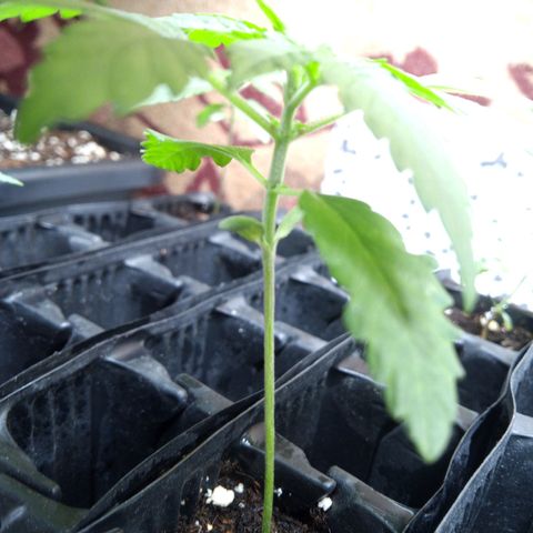 Seriotica a la GaNjaJoHnNaY growlog timeline photo