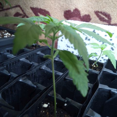 Seriotica a la GaNjaJoHnNaY growlog timeline photo