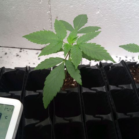 Seriotica a la GaNjaJoHnNaY growlog timeline photo