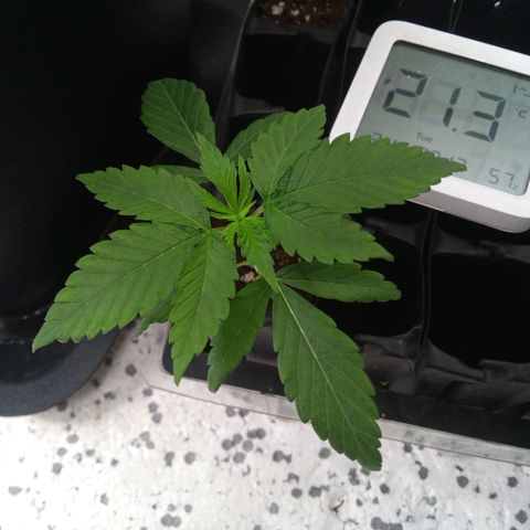 Seriotica a la GaNjaJoHnNaY growlog timeline photo