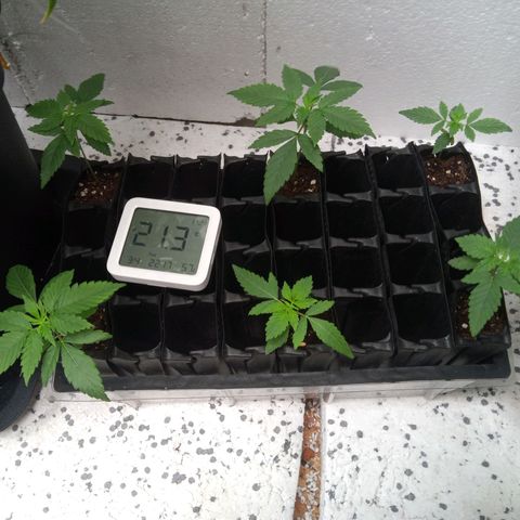 Seriotica a la GaNjaJoHnNaY growlog timeline photo