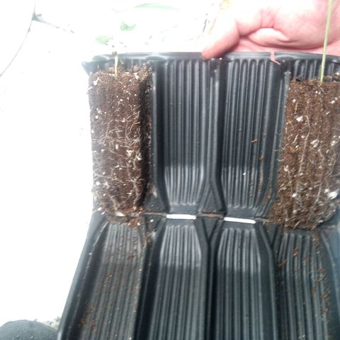 Seriotica a la GaNjaJoHnNaY growlog timeline photo
