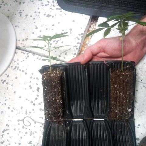 Seriotica a la GaNjaJoHnNaY growlog timeline photo