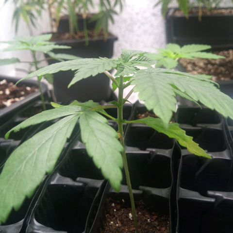 Seriotica a la GaNjaJoHnNaY growlog timeline photo