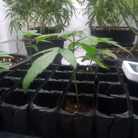 Seriotica a la GaNjaJoHnNaY growlog timeline photo