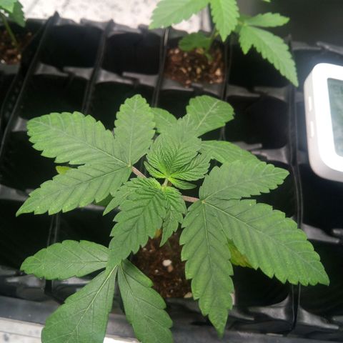 Seriotica a la GaNjaJoHnNaY growlog timeline photo
