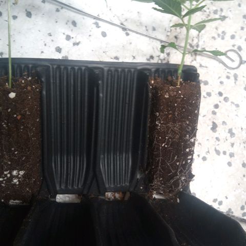 Seriotica a la GaNjaJoHnNaY growlog timeline photo