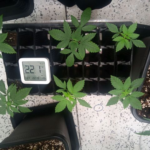Seriotica a la GaNjaJoHnNaY growlog timeline photo