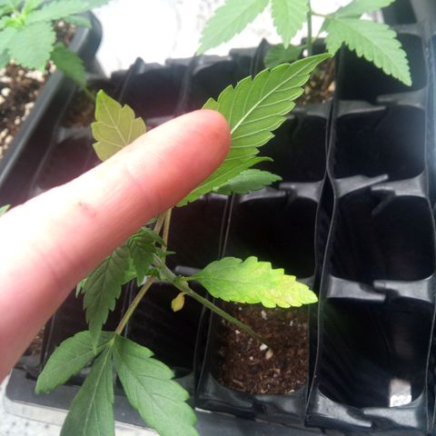 Seriotica a la GaNjaJoHnNaY growlog timeline photo