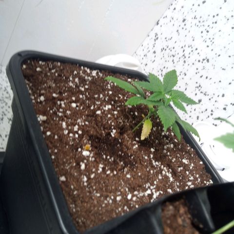 Seriotica a la GaNjaJoHnNaY growlog timeline photo