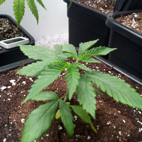 Seriotica a la GaNjaJoHnNaY growlog timeline photo