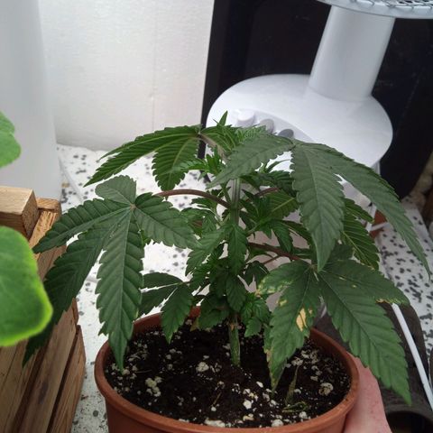 Seriotica a la GaNjaJoHnNaY growlog timeline photo