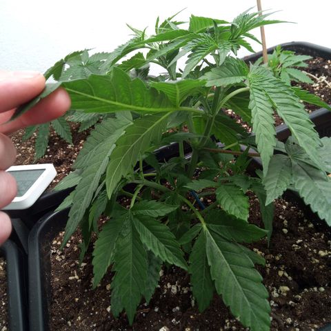 Seriotica a la GaNjaJoHnNaY growlog timeline photo