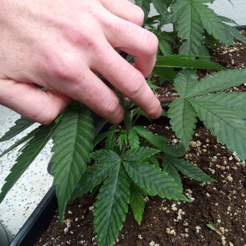 Seriotica a la GaNjaJoHnNaY growlog timeline photo