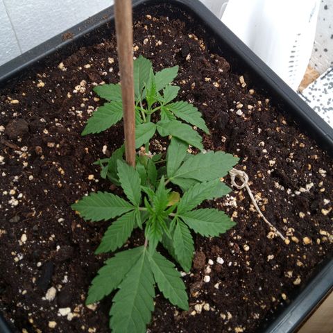 Seriotica a la GaNjaJoHnNaY growlog timeline photo