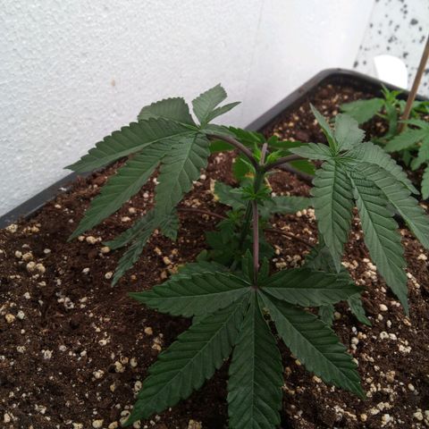 Seriotica a la GaNjaJoHnNaY growlog timeline photo