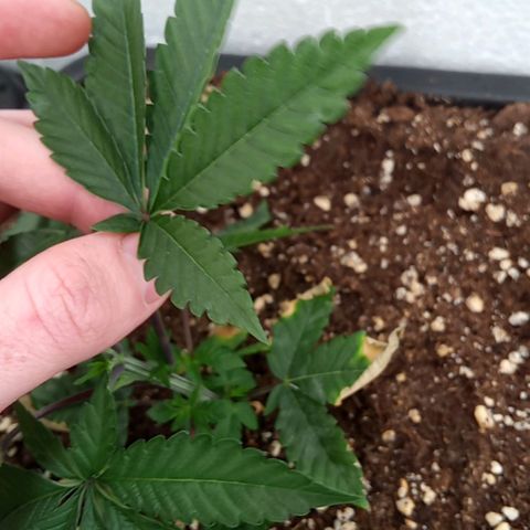 Seriotica a la GaNjaJoHnNaY growlog timeline photo