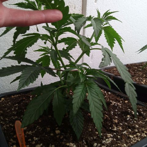 Seriotica a la GaNjaJoHnNaY growlog timeline photo