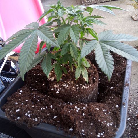 Seriotica a la GaNjaJoHnNaY growlog photo: Steine vorsichtig entfernt und in vorbereiteten 14L Topf eingesetzt