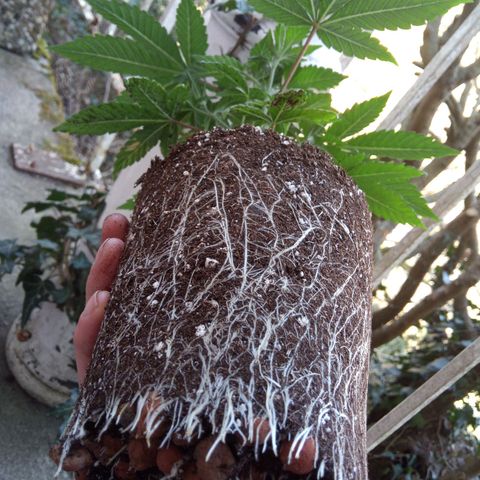 Seriotica a la GaNjaJoHnNaY growlog photo: Steine vorsichtig entfernt und in vorbereiteten 14L Topf eingesetzt