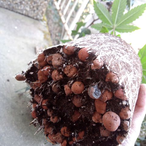 Seriotica a la GaNjaJoHnNaY growlog photo: Steine vorsichtig entfernt und in vorbereiteten 14L Topf eingesetzt