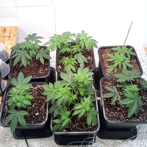 Seriotica a la GaNjaJoHnNaY growlog photo: Steine vorsichtig entfernt und in vorbereiteten 14L Topf eingesetzt