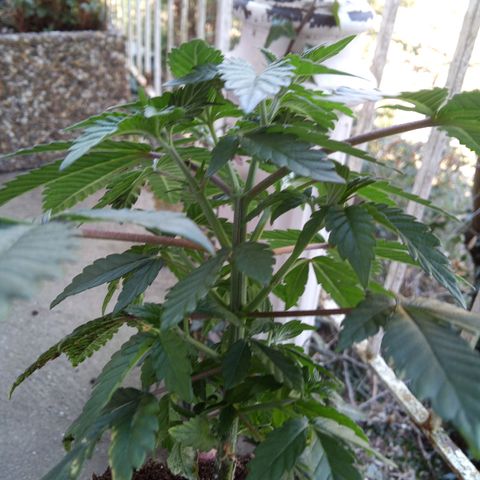 Seriotica a la GaNjaJoHnNaY growlog photo: Steine vorsichtig entfernt und in vorbereiteten 14L Topf eingesetzt