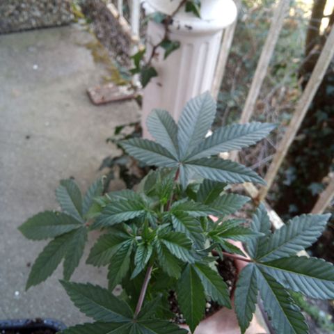 Seriotica a la GaNjaJoHnNaY growlog photo: Steine vorsichtig entfernt und in vorbereiteten 14L Topf eingesetzt