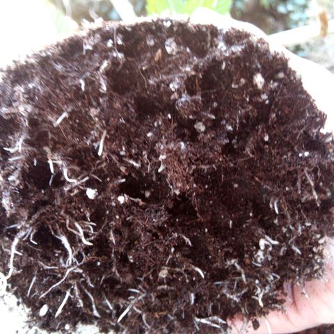 Seriotica a la GaNjaJoHnNaY growlog photo: Steine vorsichtig entfernt und in vorbereiteten 14L Topf eingesetzt