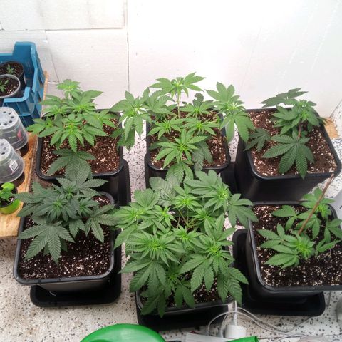 Seriotica a la GaNjaJoHnNaY growlog timeline photo