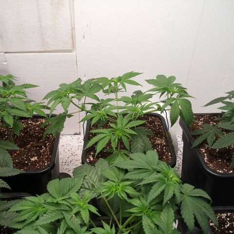 Seriotica a la GaNjaJoHnNaY growlog timeline photo