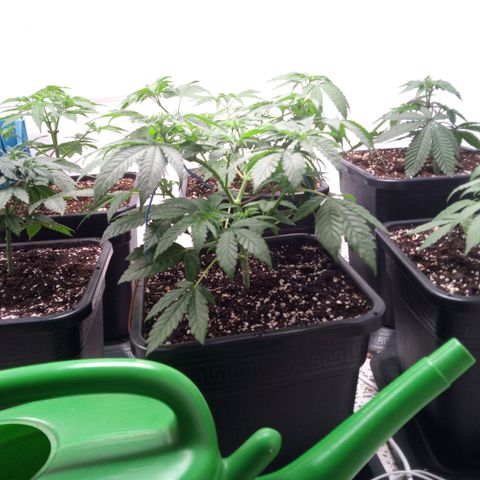 Seriotica a la GaNjaJoHnNaY growlog timeline photo