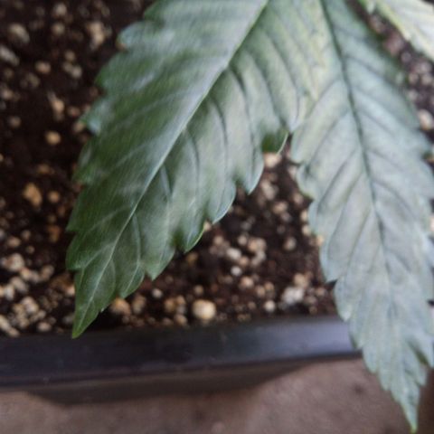 Seriotica a la GaNjaJoHnNaY growlog photo: Mehltau Befall. erde mit Folie abgedeckt und Pflanzen eingesprüht 