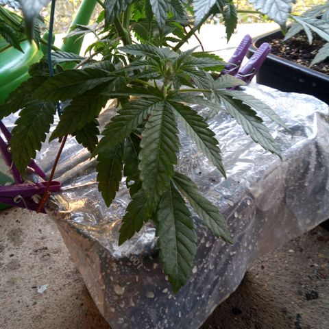 Seriotica a la GaNjaJoHnNaY growlog photo: Mehltau Befall. erde mit Folie abgedeckt und Pflanzen eingesprüht 