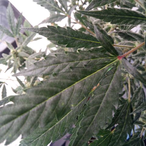 Seriotica a la GaNjaJoHnNaY growlog photo: Mehltau Befall. erde mit Folie abgedeckt und Pflanzen eingesprüht 
