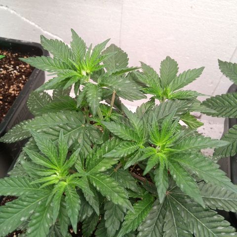 Seriotica a la GaNjaJoHnNaY growlog photo: Mehltau Befall. erde mit Folie abgedeckt und Pflanzen eingesprüht 