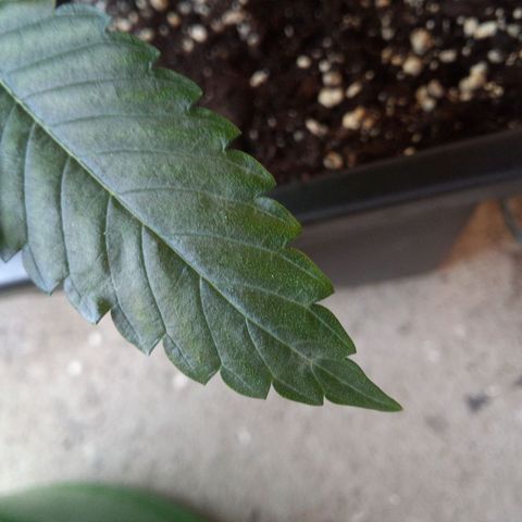 Seriotica a la GaNjaJoHnNaY growlog photo: Mehltau Befall. erde mit Folie abgedeckt und Pflanzen eingesprüht 