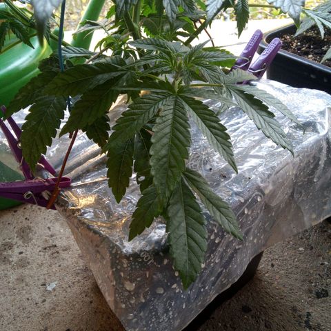 Seriotica a la GaNjaJoHnNaY growlog photo: Mehltau Befall. erde mit Folie abgedeckt und Pflanzen eingesprüht 